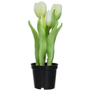 Tulipan Blanco 8 Cm Blanco