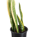 Sansevieria Laurenti 30 cm Natural CT13