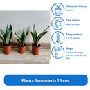 Planta Sansevieria 25 cm Natural CT13