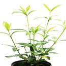 Planta Gardenia Jasminoide Natural