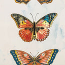 Cuadro Mariposa 60X80 Cm