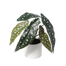 Planta Artificial 25 cm Verde; Blamco
