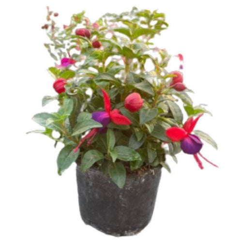 Arbusto Fuchsia Bailarin Natural