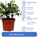 Ficus Naomi 40 cm Natural CT24