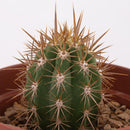 Cactus Variedad Grande 5 cm Natural CT10