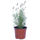 Lavanda Stoe Madrid 30 cm Natural CT15