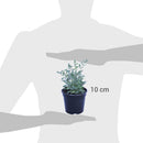 Ruda 10 cm Natural CT12