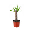 Yuca 25 cm Natural CT14