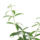 Cedron 20 cm Natural CT13