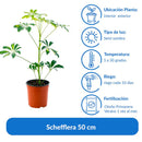 Schefflera 50 cm Natural CT17