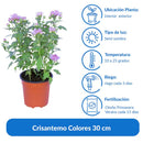 Crisantemo Colores 30 cm Natural CT15