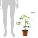 Schefflera 50 cm Natural CT17