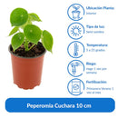 Peperomia Cuchara 10 cm Natural CT14