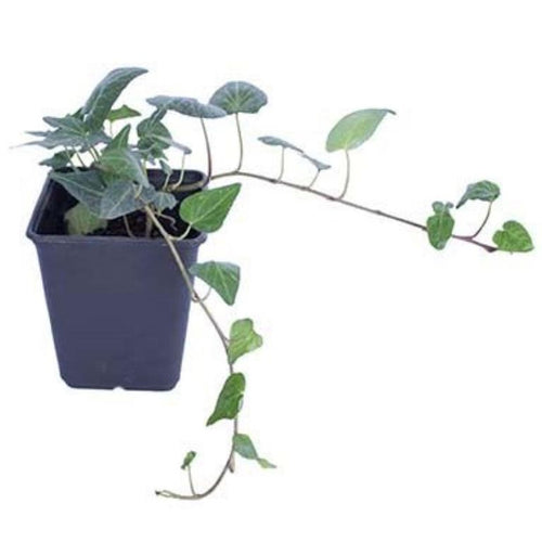 Hiedra 10 cm Natural CT11