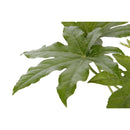 Aralia Japonica 30 cm Natural CT17