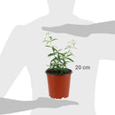 Cedron 20 cm Natural CT13