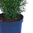 Arbusto Boj Verde Natural
