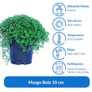 Musgo Bola 10 cm Natural CT13