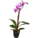 Orquidea Phalaenopsis Mini 30 cm Natural CT6