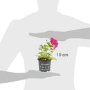 Petunia 10 cm Natural CT10