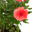 Arbusto Rosa Hybrida Natural.