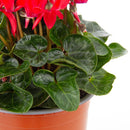 Planta Cyclamen mini 10 cm Natural CT13