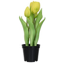 Tulipan Amarillo 8 Cm Amarillo