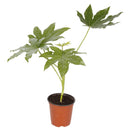 Aralia Japonica 30 cm Natural CT17