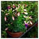 Arbusto Fuchsia Bailarin Natural