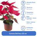 Corona Del Inca 10 cm Natural CT14