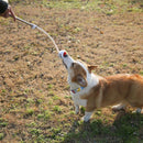 Juguete para perros lanza pelotas