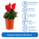 Planta Cyclamen mini 10 cm Natural CT13
