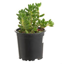 Suculenta Variedad 5 cm Natural CT10