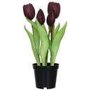 Tulipan Morado 8 Cm Morado