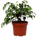 Ficus Naomi 40 cm Natural CT24