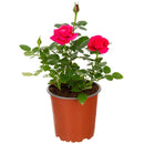 Arbusto Rosa Hybrida Natural..