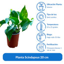 Planta Scindapsus 20 cm Natural CT13