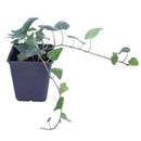 Hiedra 10 cm Natural CT11
