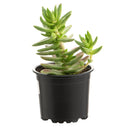 Suculenta Variedad 5 cm Natural CT10