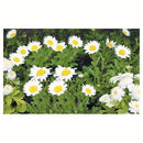 Crisantemo Paludoso 15 cm Natural CT10