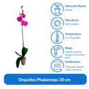 Orquidea Phalaenops 30 cm Natural CT13..