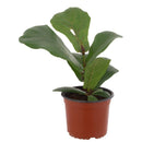 Ficus Lyrata 20 cm Natural CT15