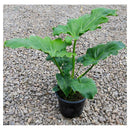Philodendro Paragua 20 cm Natural CT13