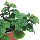 Dolar Negro 10 cm Natural CT13