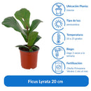 Ficus Lyrata 20 cm Natural CT15