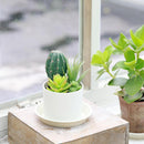 Cactus Artificial 18 cm Verde