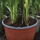 Cala x 3 30 cm Natural CT19