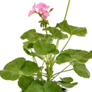 Geranio 30 cm Natural CT15