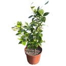 Camelia 80 cm Natural CT28