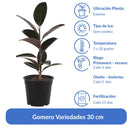 Gomero Variedades 30 cm Natural CT17